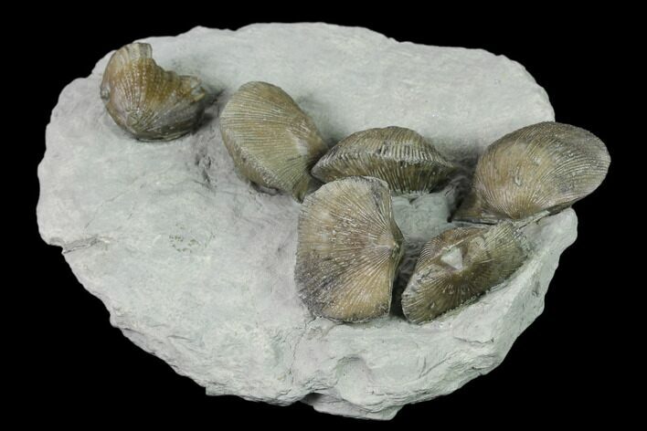 Multiple Fossil Brachiopod Plate (Two Species) - Indiana #136509